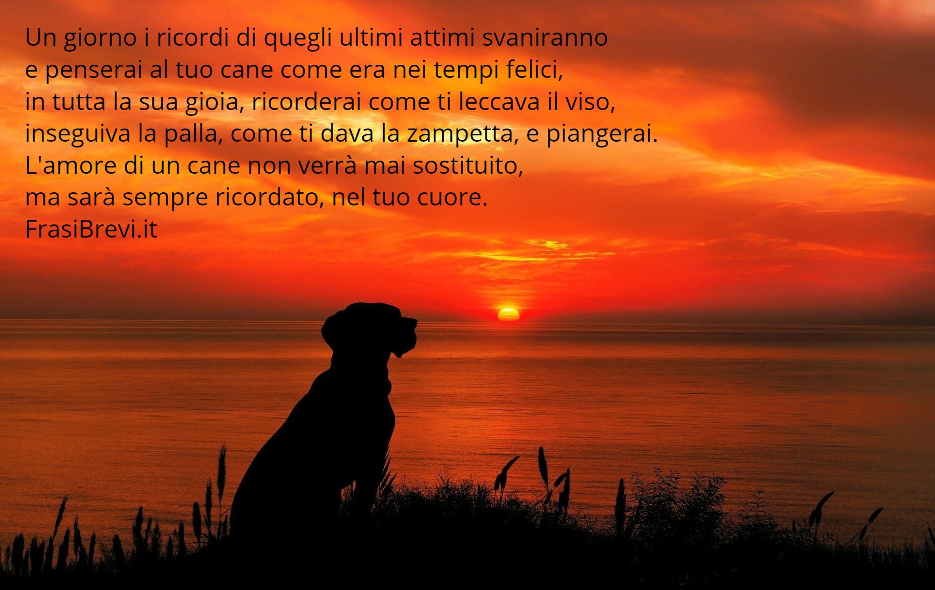 Frasi Per Il Cane Morto Dediche Per Ricordare Il Cane Volato In Cielo Frasi Brevi