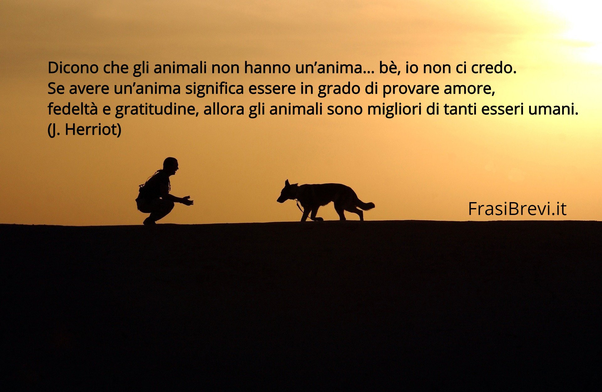 La raccolta di frasi sui cani più bella di sempre - Frasi Brevi