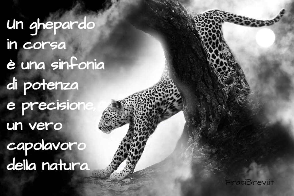 Frasi sui ghepardi
